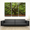 Angel Oak Tree - Amazing Canvas Prints