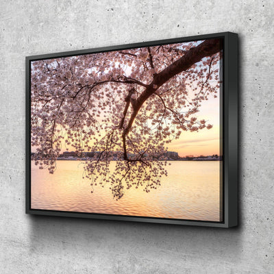 Cherry Blossoms - Amazing Canvas Prints