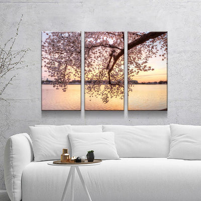 Cherry Blossoms - Amazing Canvas Prints