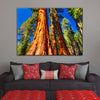 Giant Sequoia Trees In Mariposa Grove - Amazing Canvas Prints