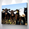 Angus Cattle - Amazing Canvas Prints