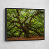 Angel Oak Tree - Amazing Canvas Prints