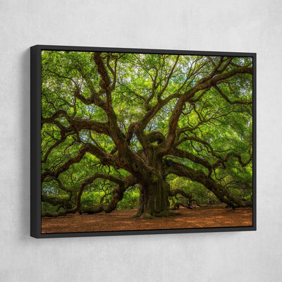 Angel Oak Tree - Amazing Canvas Prints