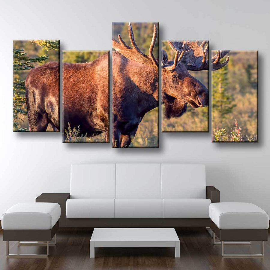 Bull Moose - Amazing Canvas Prints