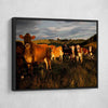 Curious Cattle - Amazing Canvas Prints