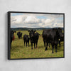 Grazing Cattle - Amazing Canvas Prints