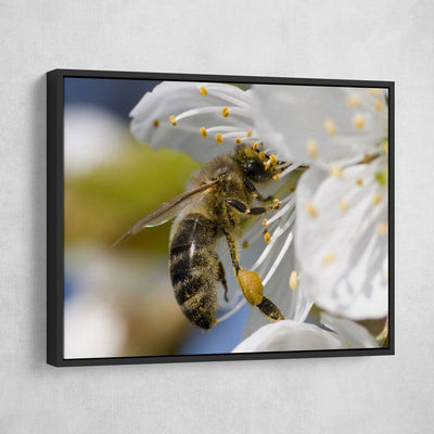 Honey Bee - Amazing Canvas Prints