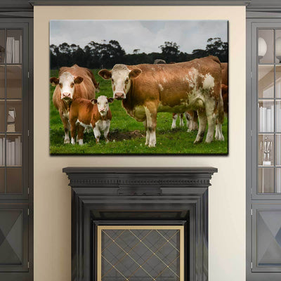 Hereford Cattle - Amazing Canvas Prints