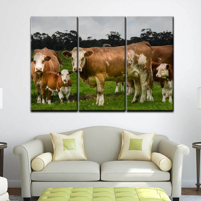 Hereford Cattle - Amazing Canvas Prints