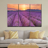 Lavender Fields Sunrise - Amazing Canvas Prints