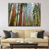 Sequoia Trees In Mariposa Grove - Amazing Canvas Prints