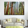 Sequoia Trees In Mariposa Grove - Amazing Canvas Prints