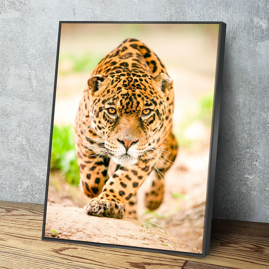 Sneaking Jaguar - Amazing Canvas Prints