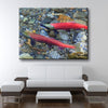 Spawning Salmon - Amazing Canvas Prints