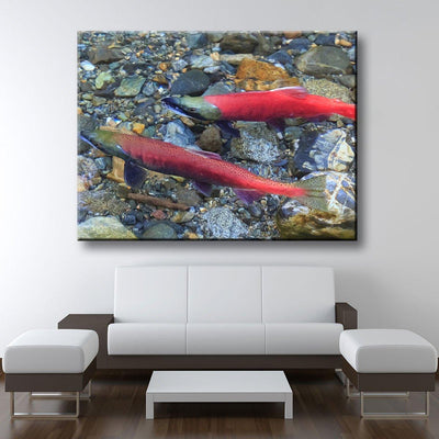 Spawning Salmon - Amazing Canvas Prints