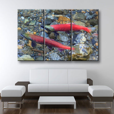 Spawning Salmon - Amazing Canvas Prints