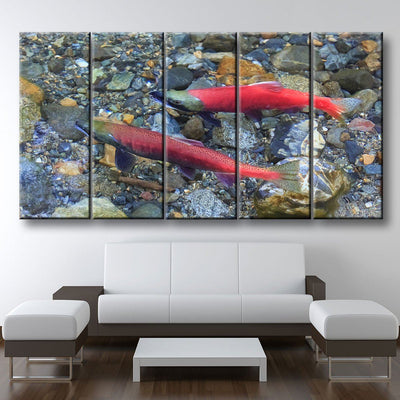 Spawning Salmon - Amazing Canvas Prints