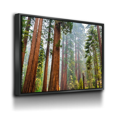 Sequoia Trees In Mariposa Grove - Amazing Canvas Prints